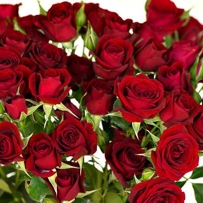 Роза спрей Ред Сенсейшн (Red Sensation) Роза спрей Ред Сенсейшн (Red Sensation)