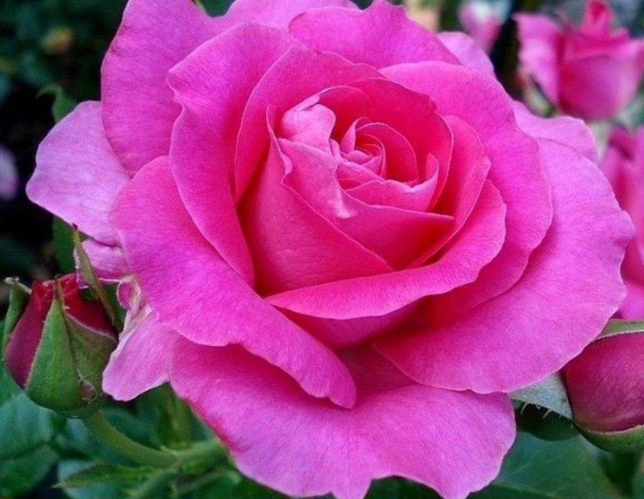 Троянда чайно-гібридна Лілі Марлен Троянда чайно-гібридна Лілі Марлен