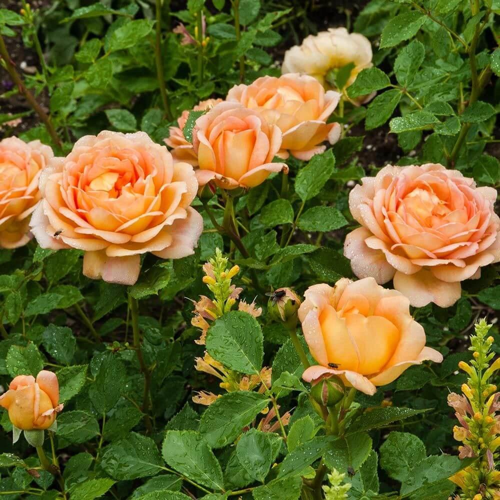 Троянда чайно-гібридна Луї де Фюнес Троянда чайно-гібридна Луї де Фюнес