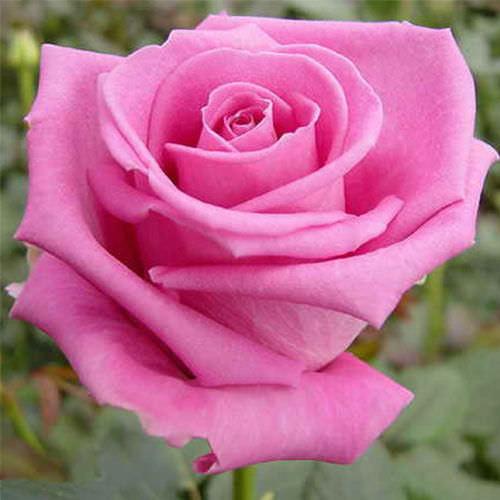 Троянда чайно-гібридна Аква Троянда чайно-гібридна Аква