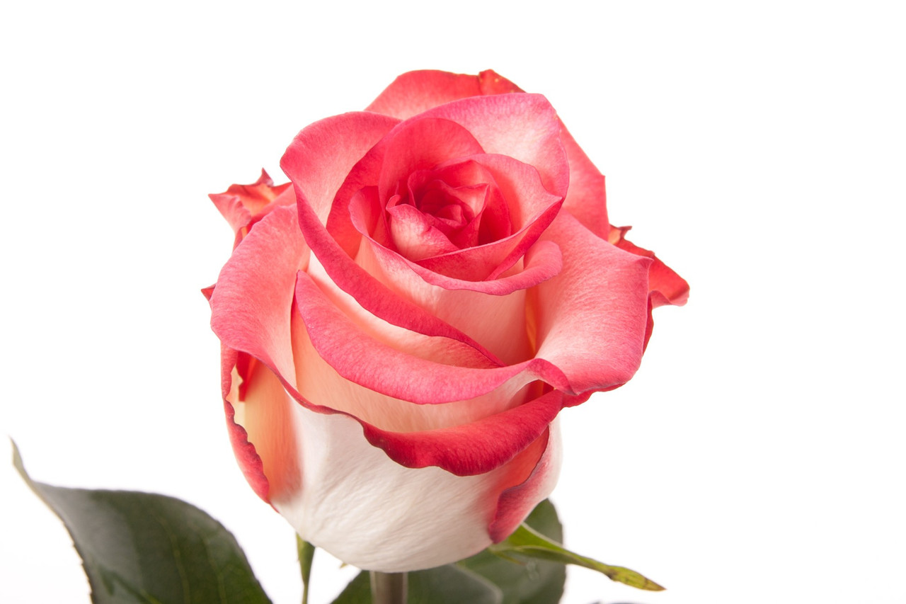 Троянда чайно-гібридна Блаш (Blush) Троянда чайно-гібридна Блаш (Blush)