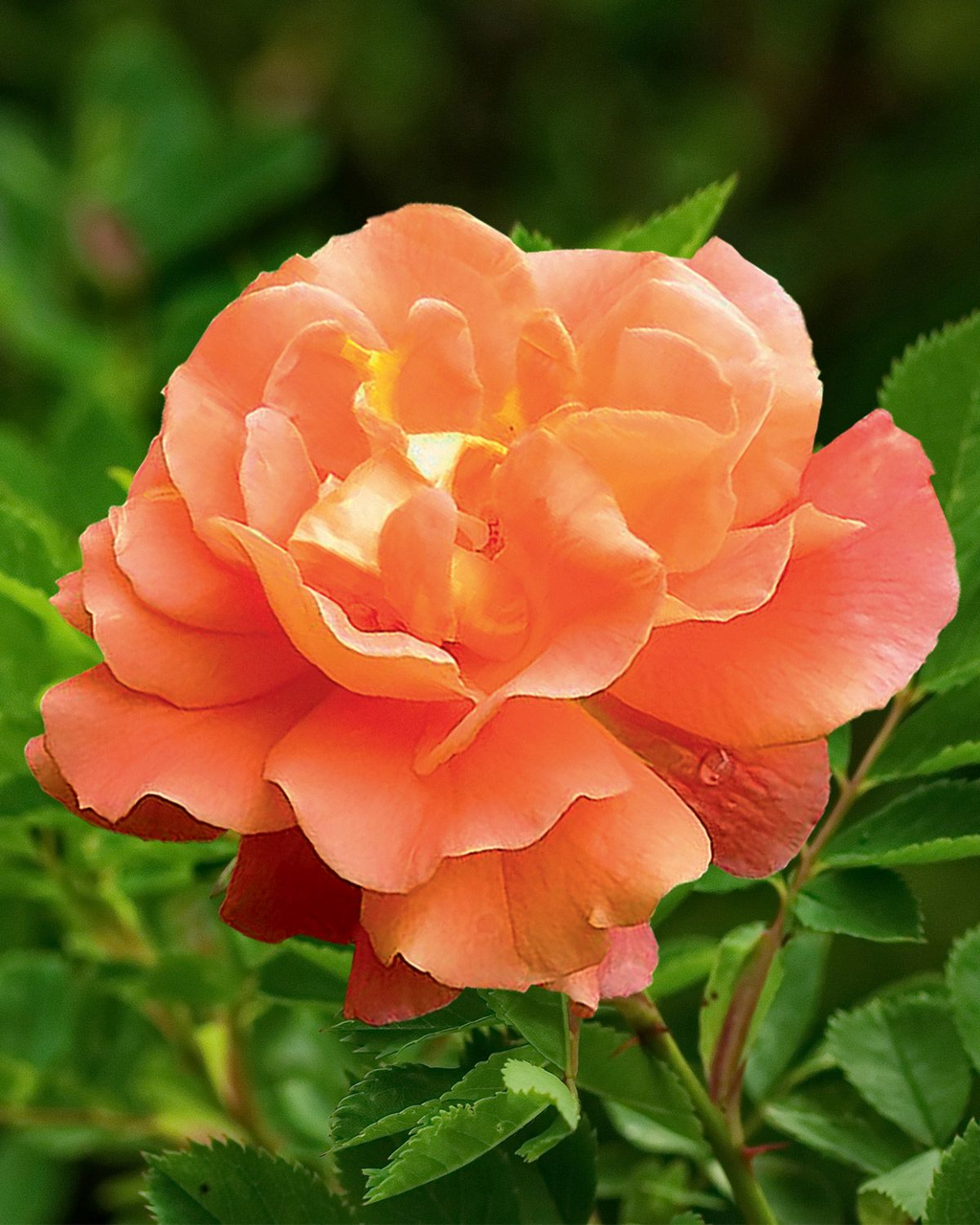 Троянда паркова Вестерленд (Westerland) Троянда паркова Вестерленд (Westerland)