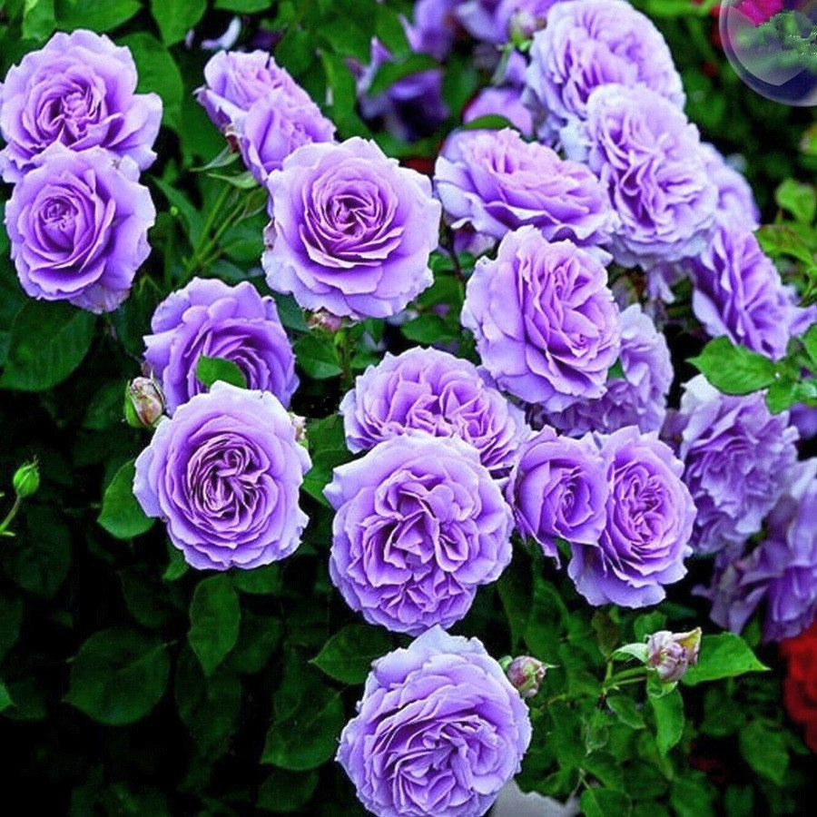 Троянда плетиста Троянда плетиста