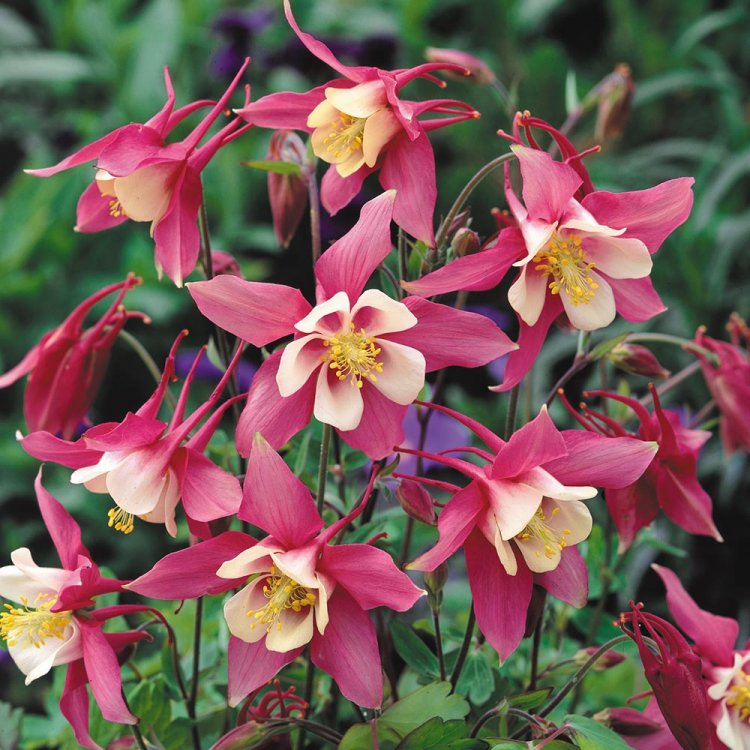 Семена Аквилегия (водосбор) 0,2 г Семена Аквилегия (водосбор) 0,2 г