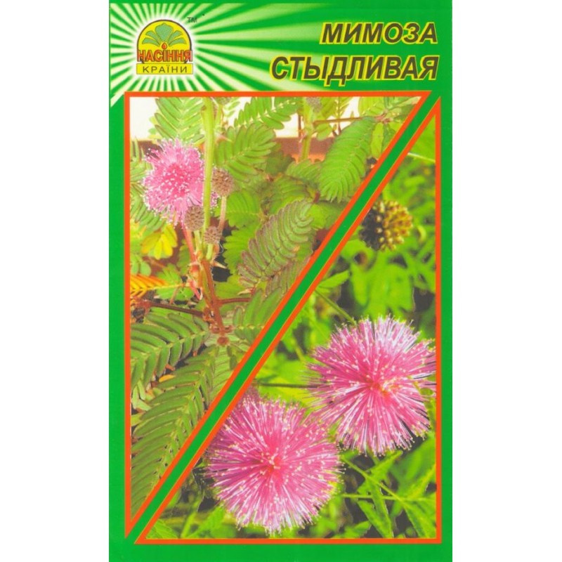 Насіння Мімоза сором'язлива 5 шт. (Насіння країни) Насіння Мімоза сором'язлива 5 шт. (Насіння країни)