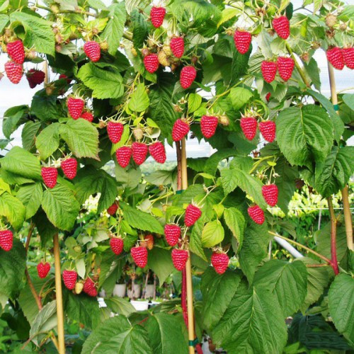 Малина-дерево Богатир преміум Малина-дерево Богатир преміум