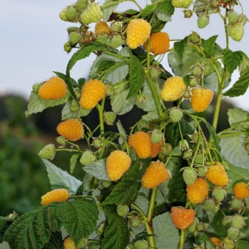 Малина Жовте Чудо преміум Малина Жовте Чудо преміум