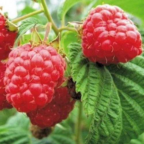 Малина Примара Малина Примара