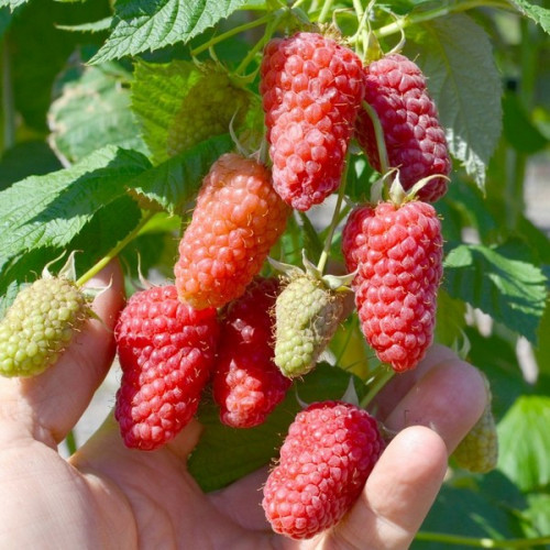 Малина Ісполін Малина Ісполін