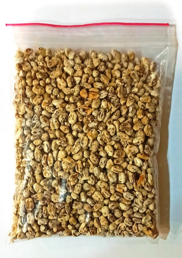 Живий зерновий міцелій печериці — 100 г Живий зерновий міцелій печериці — 100 г