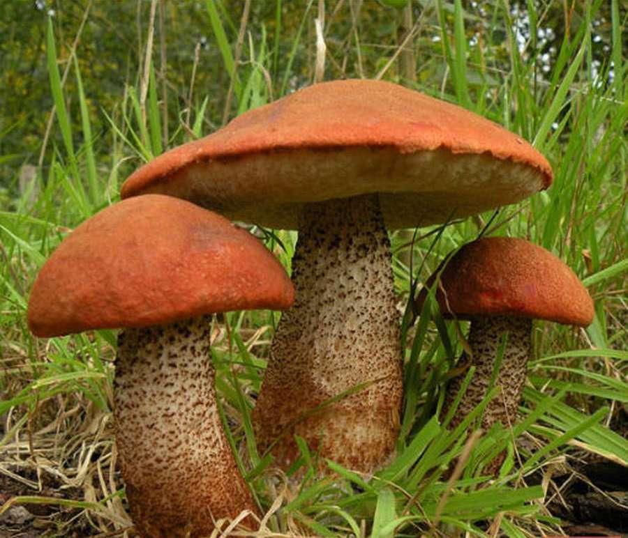 Зарощенний грибний блок підосичник Зарощенний грибний блок підосичник