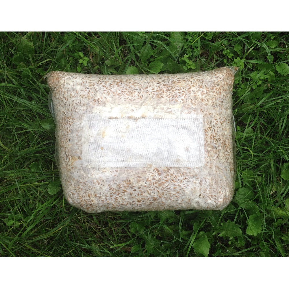 Живой зерновой мицелий вешенки - 5 кг Живой зерновой мицелий вешенки - 5 кг