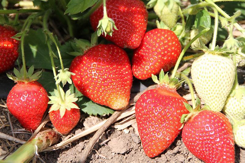 Полуниця Проф'южен (ОКС)