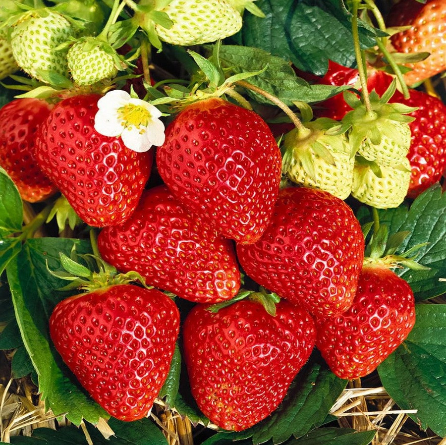 Саджанці пізньої полуниці Мальвіна (ВКС) 5 шт. Саджанці пізньої полуниці Мальвіна (ВКС) 5 шт.