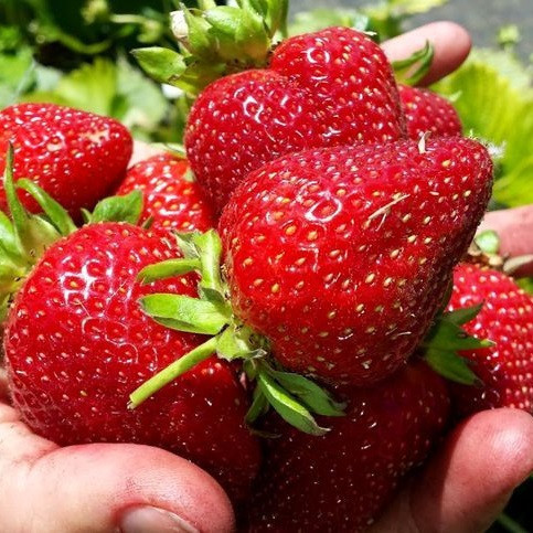 Полуниця Луїза (ОКС)