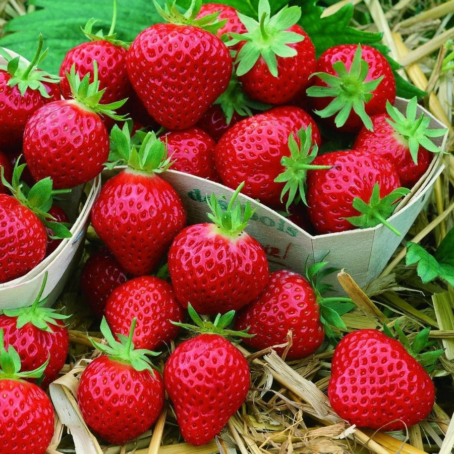 Саджанці ремонтантної полуниці Диво світу 5 шт. Саджанці ремонтантної полуниці Диво світу 5 шт.