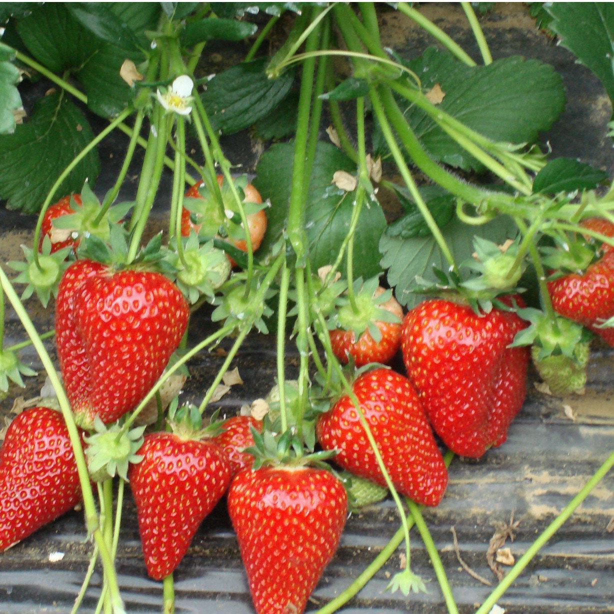 Полуниця Сірія (ОКС) Полуниця Сірія (ОКС)