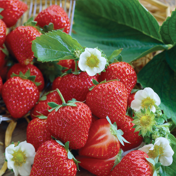 Клубника Вибрант (ОКС) Клубника Вибрант (ОКС)