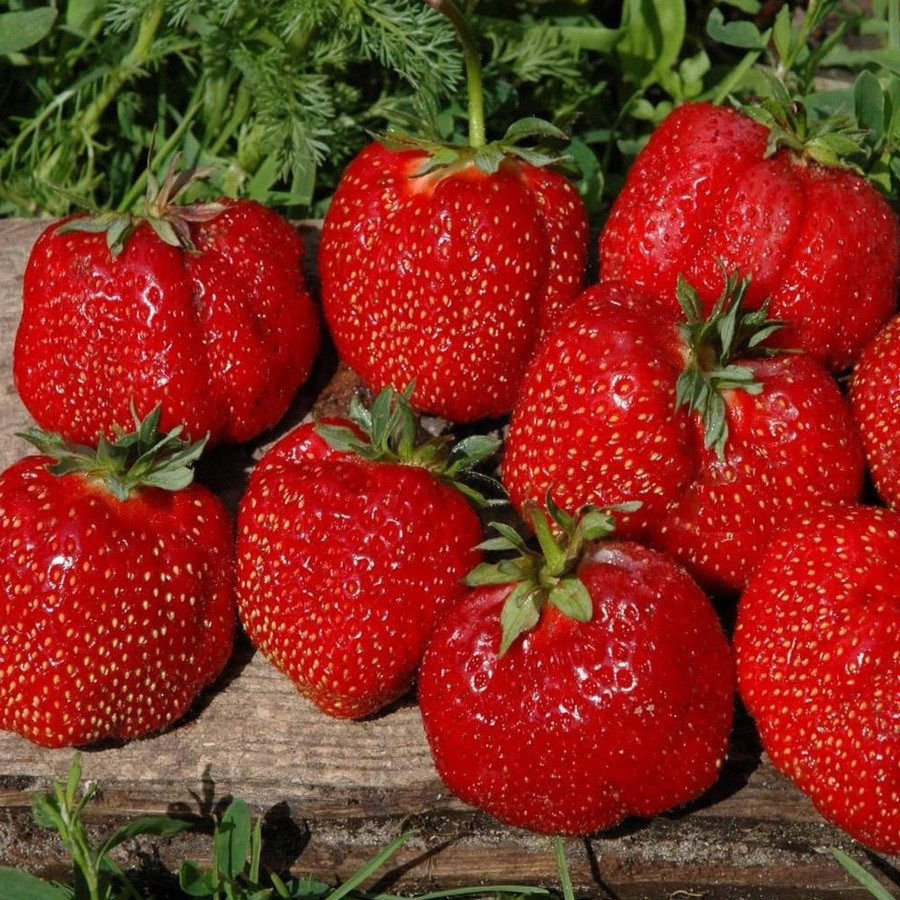 Саджанці великоплідної полуниця Гігантела Максі (ВКС) 5 шт. Саджанці великоплідної полуниця Гігантела Максі (ВКС) 5 шт.