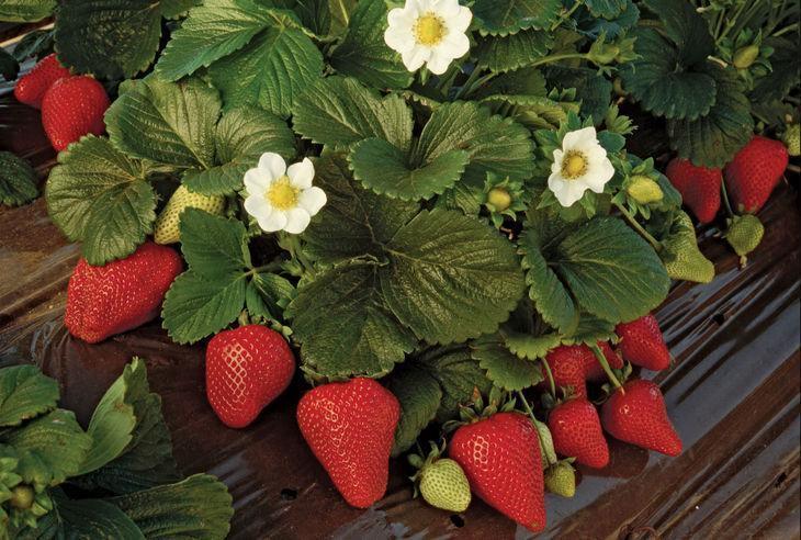 Полуниця Маестро (ОКС) Полуниця Маестро (ОКС)