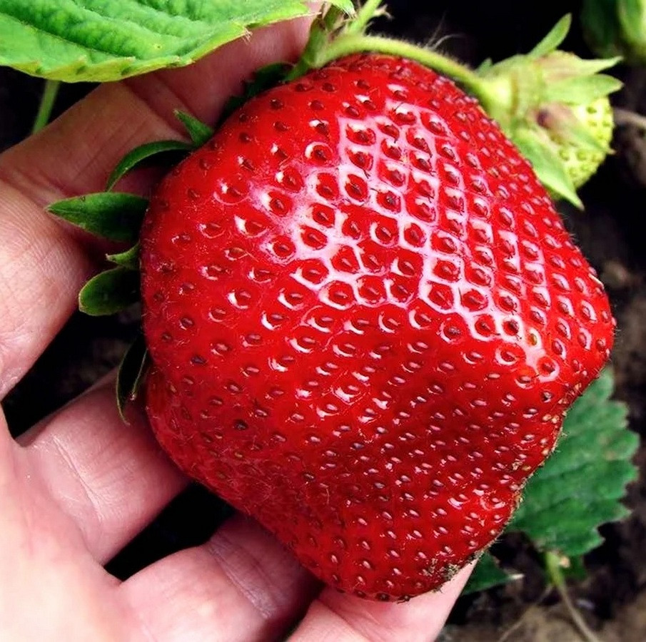 Саджанці великоплідної полуниці Гігантела - 5 шт. Саджанці великоплідної полуниці Гігантела - 5 шт.