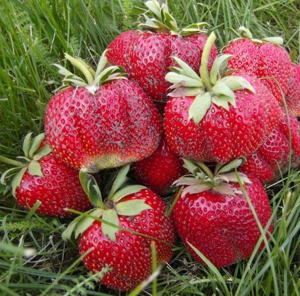 Клубника Мармелада (ОКС) Клубника Мармелада (ОКС)