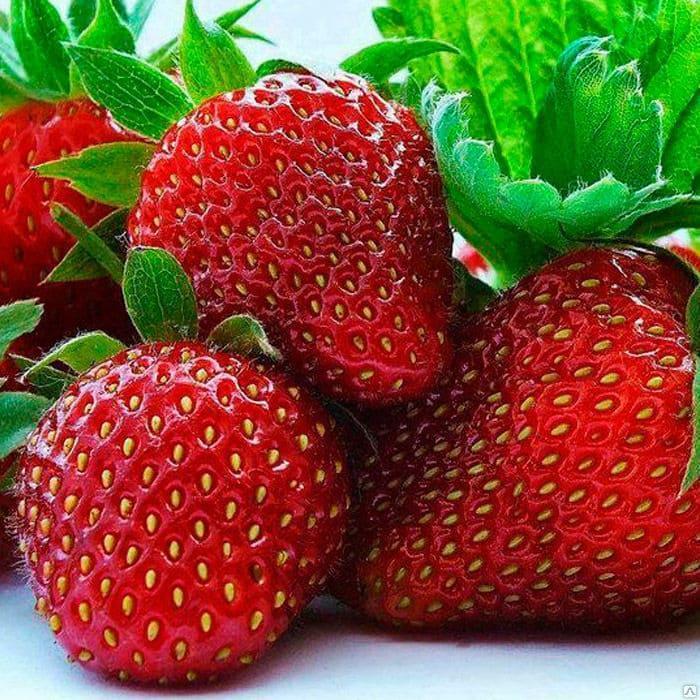 Клубника Зефир (ОКС) Клубника Зефир (ОКС)