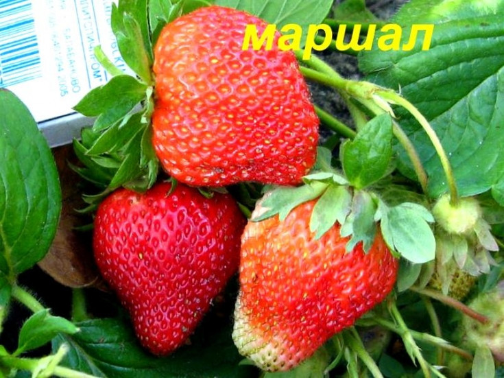 Полуниця Маршал (ОКС) Полуниця Маршал (ОКС)