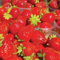 Розсада полуниці Еверлі (ВКС) Розсада полуниці Еверлі (ВКС)