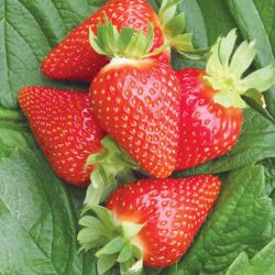 Розсада полуниці Амі (ВКС)