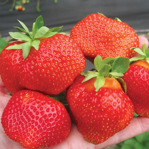 Розсада полуниці Румба (ВКС) Розсада полуниці Румба (ВКС)