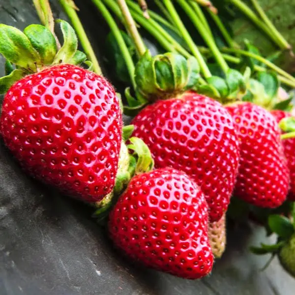 Розсада полуниці Фейз (ВКС) Розсада полуниці Фейз (ВКС)