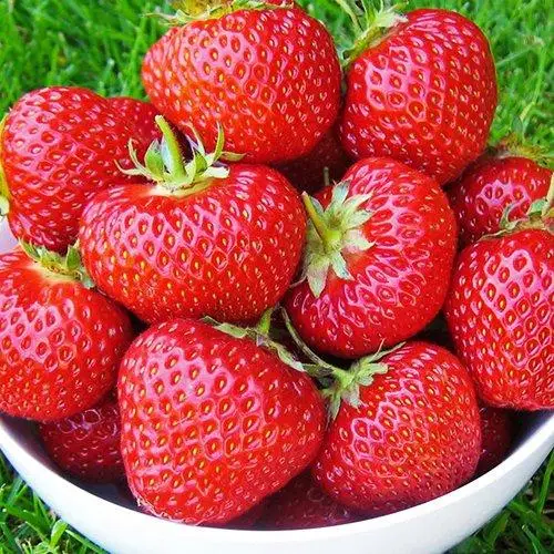 Розсада полуниці Елеганс (ВКС) Розсада полуниці Елеганс (ВКС)