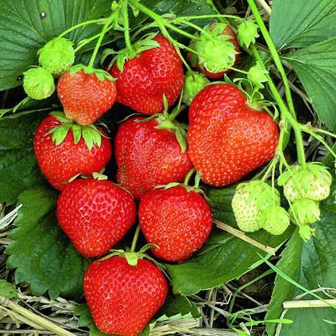 Розсада полуниці Магнус (ВКС) Розсада полуниці Магнус (ВКС)