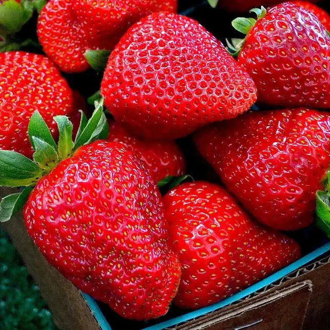 Розсада полуниці Гармонія Розсада полуниці Гармонія