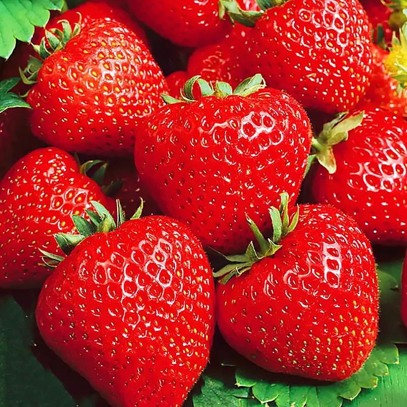 Розсада полуниці Кабрілло (ВКС) Розсада полуниці Кабрілло (ВКС)