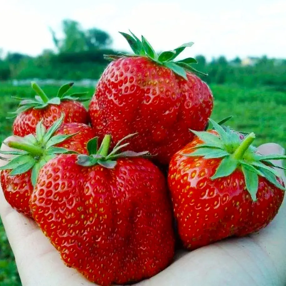 Саджанці пізньої великоплідної полуниці Кристал голд (ВКС) 5 шт. Саджанці пізньої великоплідної полуниці Кристал голд (ВКС) 5 шт.