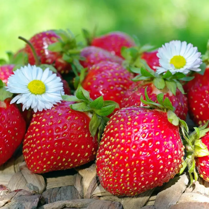 Розсада полуниці Ельсанта (ВКС) Розсада полуниці Ельсанта (ВКС)