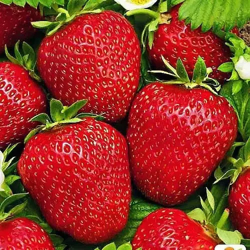 Розсада полуниці Фламенко Розсада полуниці Фламенко