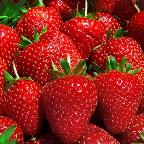 Розсада полуниці сорт Нора (ВКС) Розсада полуниці сорт Нора (ВКС)