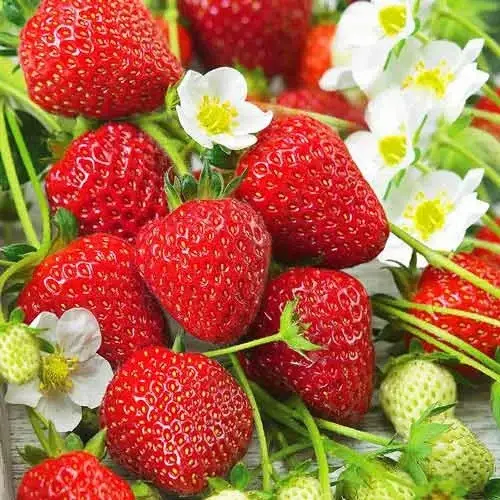 Розсада полуниці Філон (ВКС) Розсада полуниці Філон (ВКС)