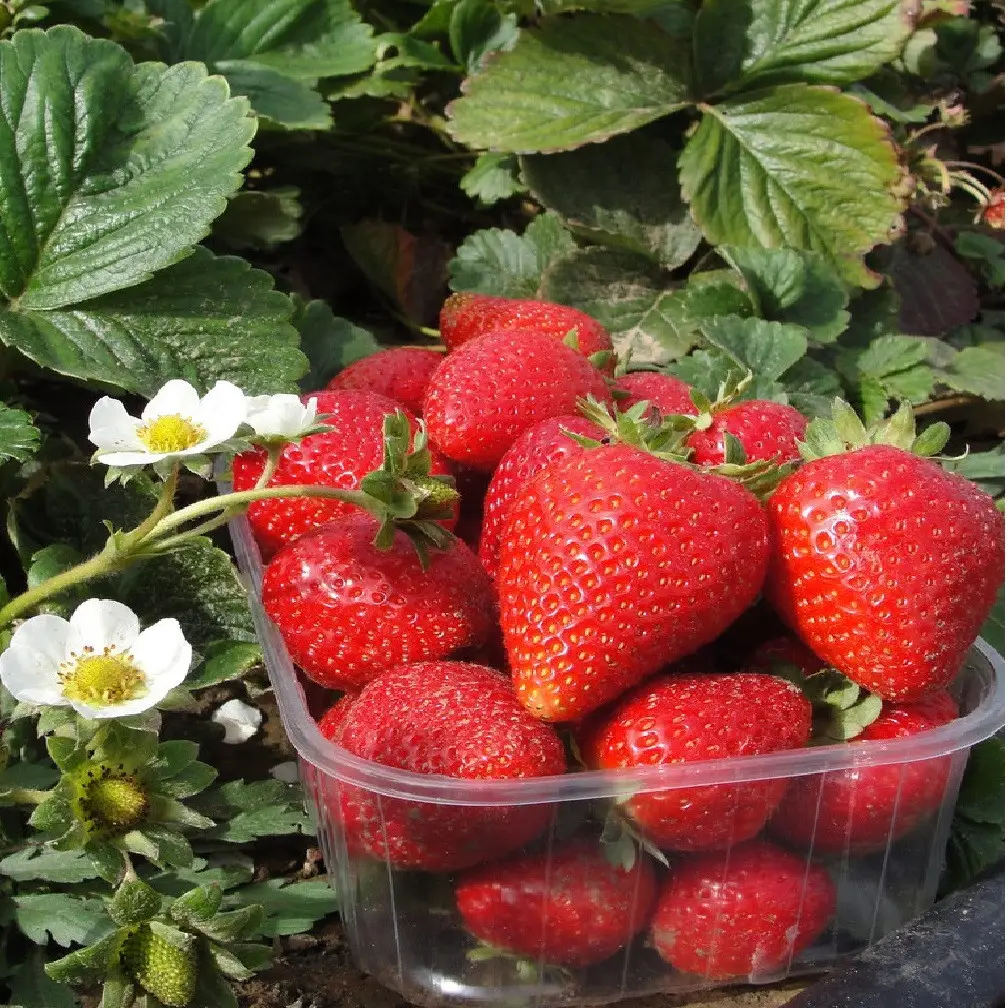 Розсада полуниці Валері (Valery) (ВКС) Розсада полуниці Валері (Valery) (ВКС)