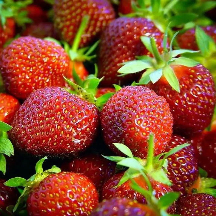 Розсада (саджанці) полуниці Ерлі-глоу (ВКС) Розсада (саджанці) полуниці Ерлі-глоу (ВКС)