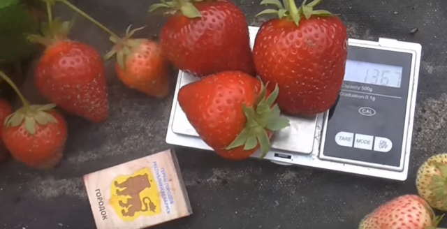 Саджанці полуниці Ірма (Irma) - 5 шт. Саджанці полуниці Ірма (Irma) - 5 шт.