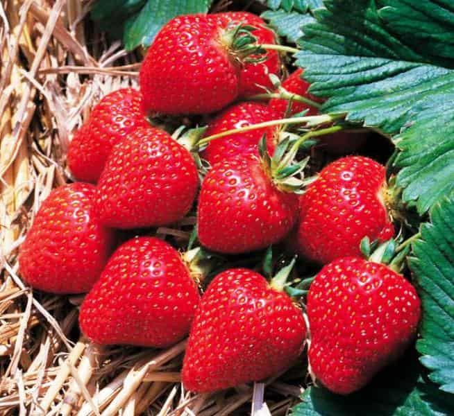 Саженцы ранней клубники Сискейп – 5 шт. (ОКС) Саженцы ранней клубники Сискейп – 5 шт. (ОКС)