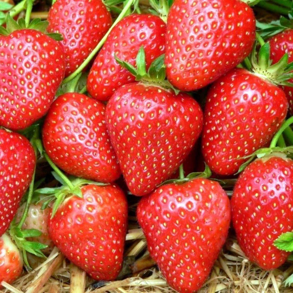 Саженцы среднеранней клубники Элианни (Elianny) 5 шт. Саженцы среднеранней клубники Элианни (Elianny) 5 шт.