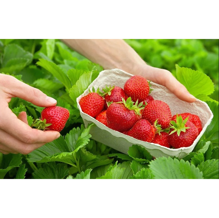 Саженцы ранней крупноплодной клубники Иксия 5 шт. Саженцы ранней крупноплодной клубники Иксия 5 шт.