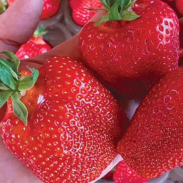 Саженцы крупноплодной клубники Кебот – 5 шт. (ОКС) Саженцы крупноплодной клубники Кебот – 5 шт. (ОКС)