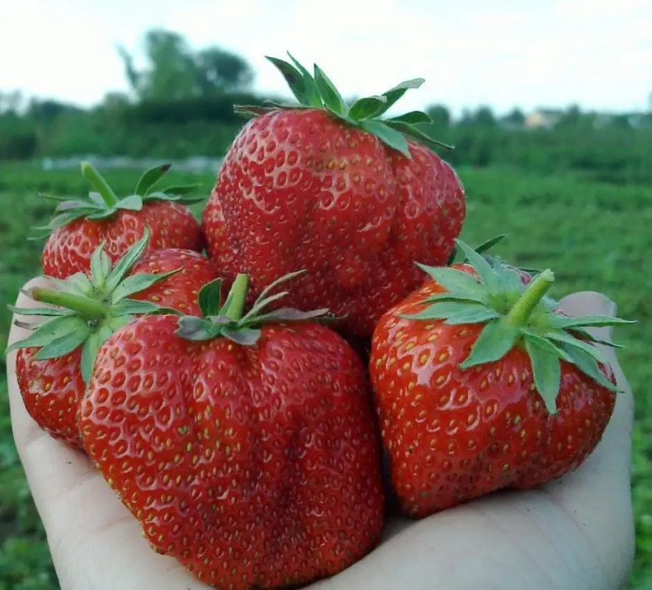 Саженцы ранней крупноплодной клубники Биг Нэнси (Big nancy) - 5 шт. (ОКС) Саженцы ранней крупноплодной клубники Биг Нэнси (Big nancy) - 5 шт. (ОКС)