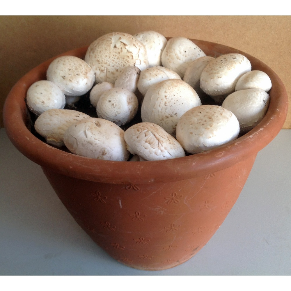 Набір для вирощування печериць у домашніх умовах Набір для вирощування печериць у домашніх умовах